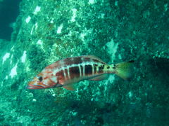 Serranus atricauda