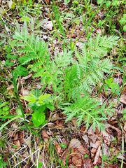 Tanacetum vulgare boreale