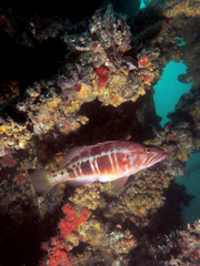 Serranus atricauda