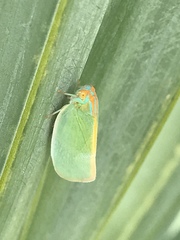 Ormenaria rufifascia