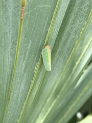 Ormenaria rufifascia