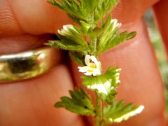 Euphrasia hudsoniana