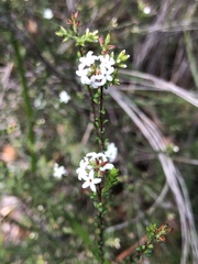 Leucopogon microphyllus