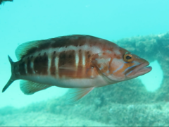 Serranus atricauda