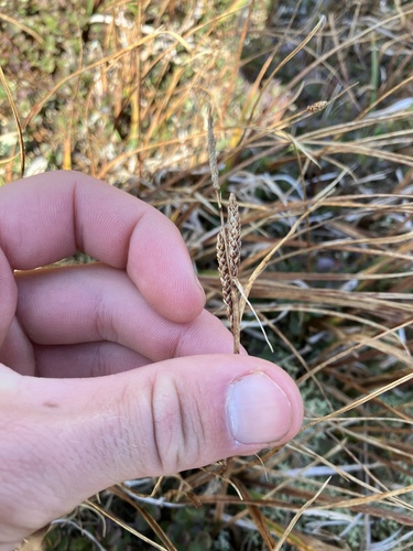 Image of Carex bigelowii by no rights reserved