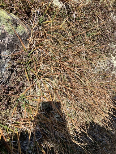 Image of Bigelow's Sedge (Carex bigelowii) by no rights reserved