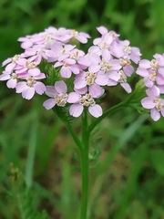Achillea roseo-alba