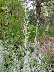 Artemisia dracunculus glauca