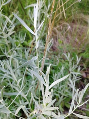 Artemisia dracunculus glauca
