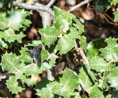 Hemipenthes velutina