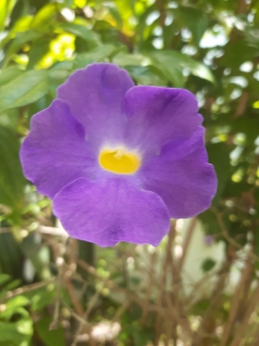 Thunbergia erecta
