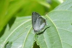 Strephonota tephraeus