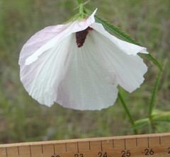 Hibiscus meraukensis