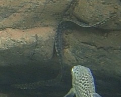 Gymnothorax polyuranodon