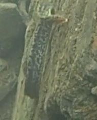 Gymnothorax polyuranodon