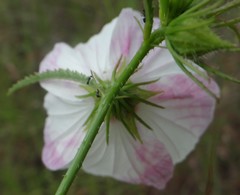 Hibiscus meraukensis