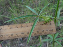Hibiscus meraukensis