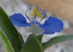 Commelina ensifolia