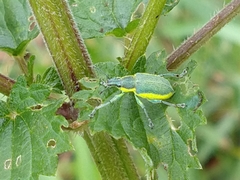 Chlorophanus viridis