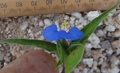 Commelina ensifolia