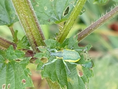 Chlorophanus viridis