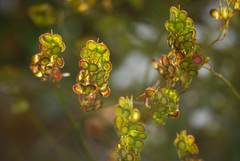 Biscutella valentina