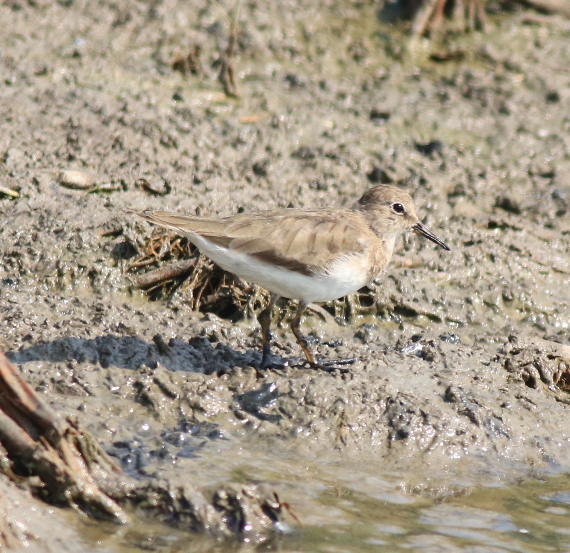 Temminck's Stint (Calidris temminckii)