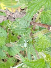 Chlorophanus viridis