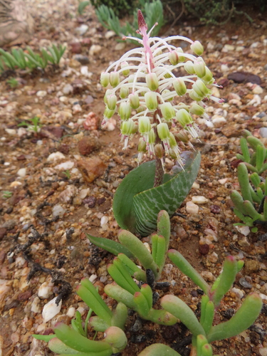 Image of Lachenalia zebrina by (c) linkie, some rights reserved (CC BY)