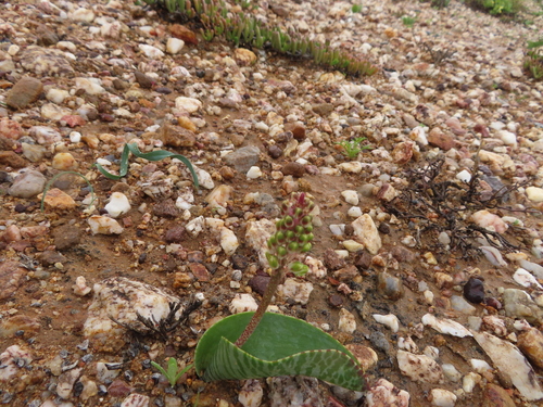 Image of Lachenalia zebrina by (c) linkie, some rights reserved (CC BY)