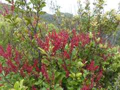 Pterophylla sylvicola