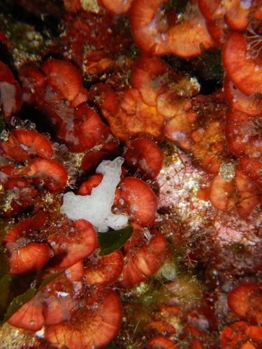 Clathrinida