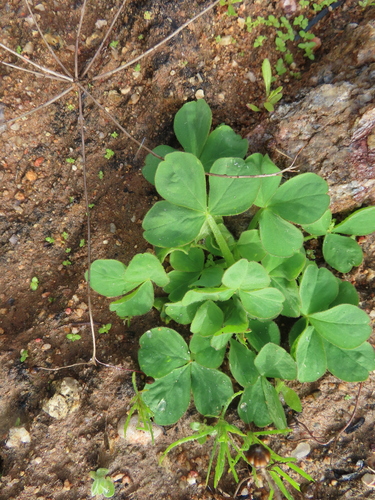 Oxalis stenoptera (Oxalis stenoptera)