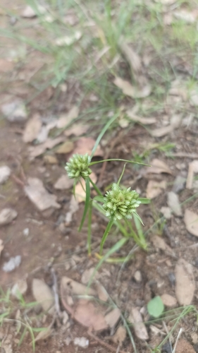 Image of Cyperus seslerioides by (c) Favian Flores Medina, some rights reserved (CC BY)