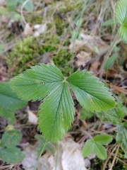 Fragaria viridis