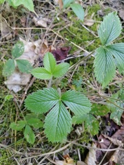 Fragaria viridis