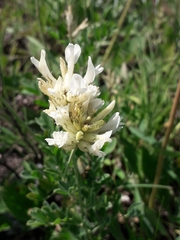 Astragalus albicaulis