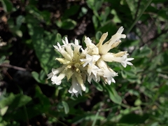 Astragalus albicaulis