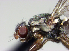 Coelopidae st