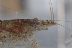 Caridina typus