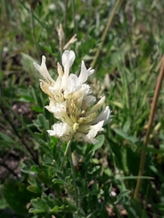 Astragalus albicaulis