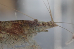 Caridina typus