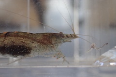 Caridina typus