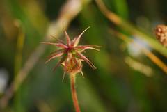 Geum sylvaticum