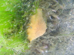 Geitodoris heathi