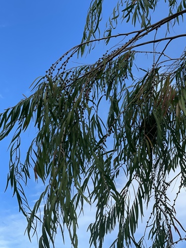 Agonis flexuosa, photographed by an iNaturalist contributor