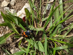 Nicrophorus nigricornis