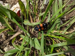 Nicrophorus nigricornis