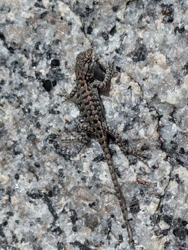 iNaturalist observation photo of Western Fence Lizard