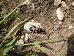 Nicrophorus nigricornis